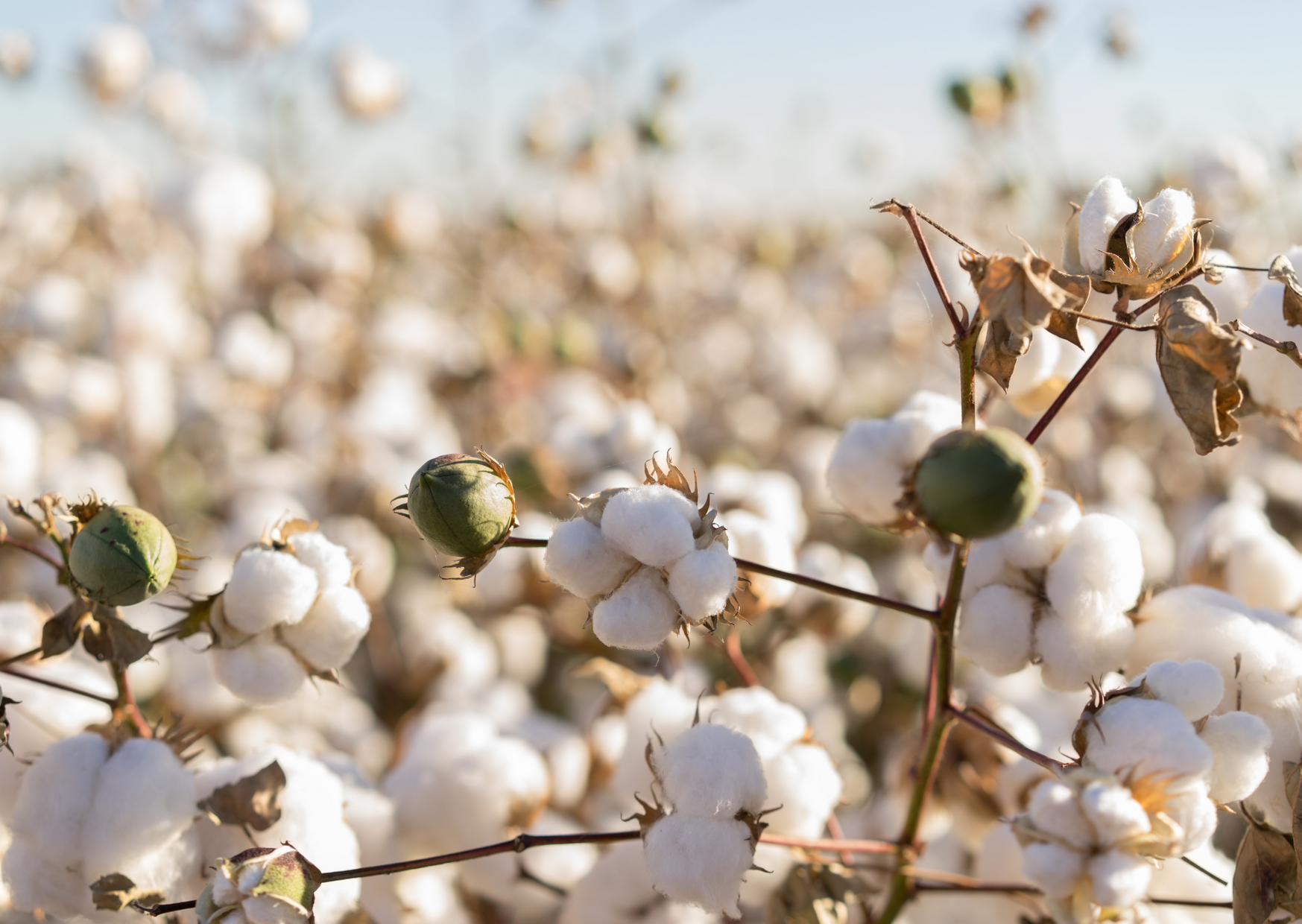 Fairtrade Changes The World: Even Your Pants Have A Role!